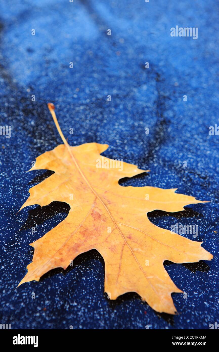 Yellow oak leaf isolated on a gray background. Stock Photo
