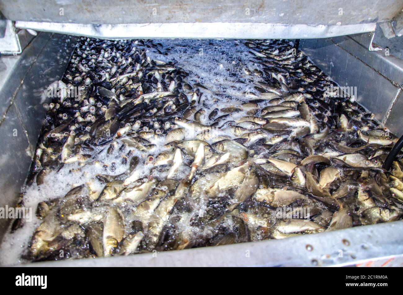 Young carp fish from a fish farm in a barrel are transported for release into the reservoir