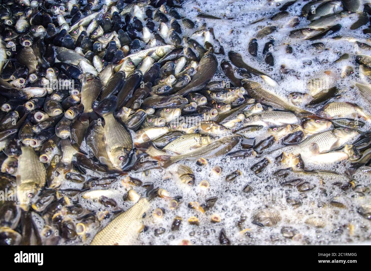 Young carp fish from a fish farm in a barrel are transported for release into the reservoir