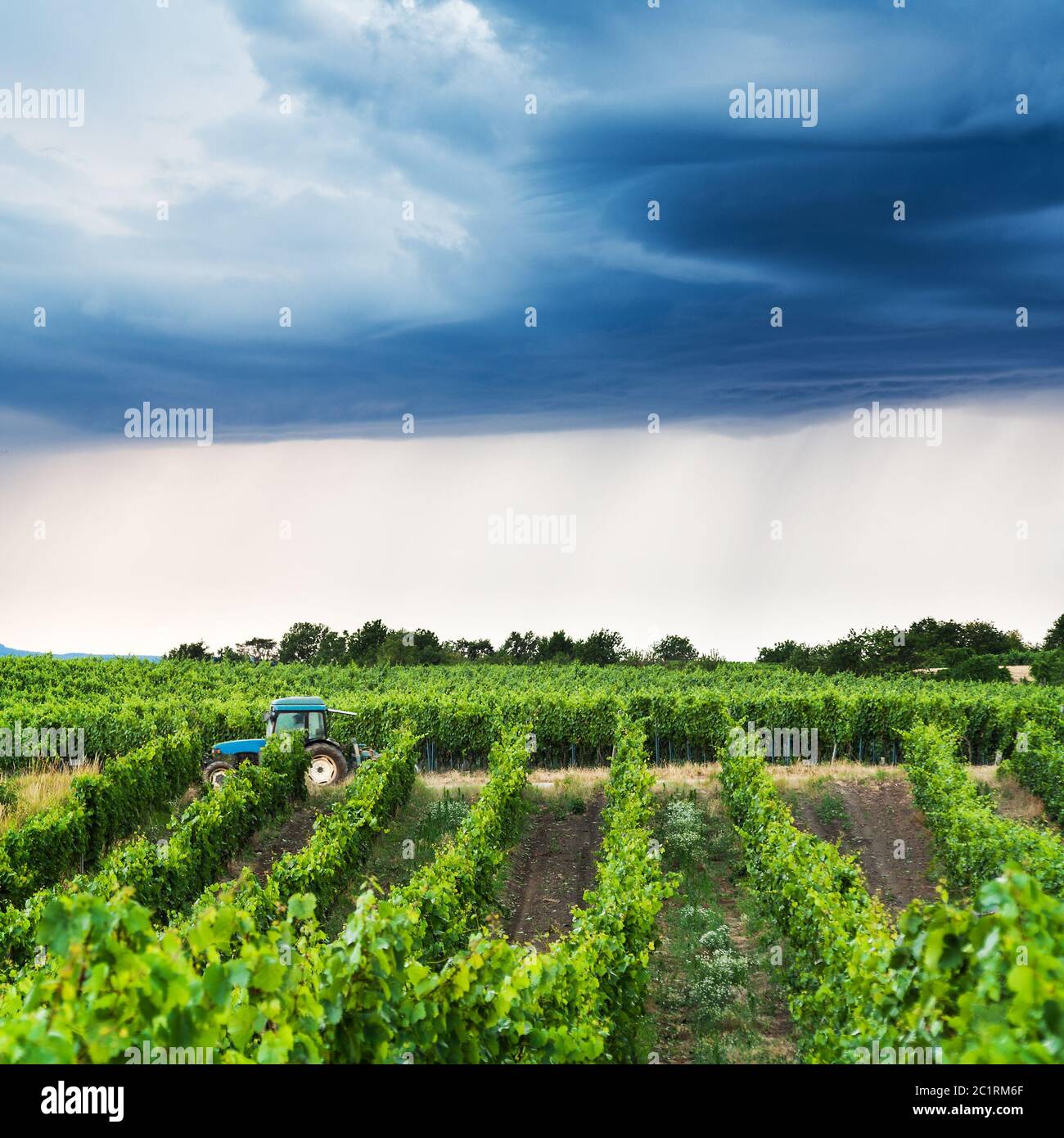 dark clouds at a vineyard Stock Photo