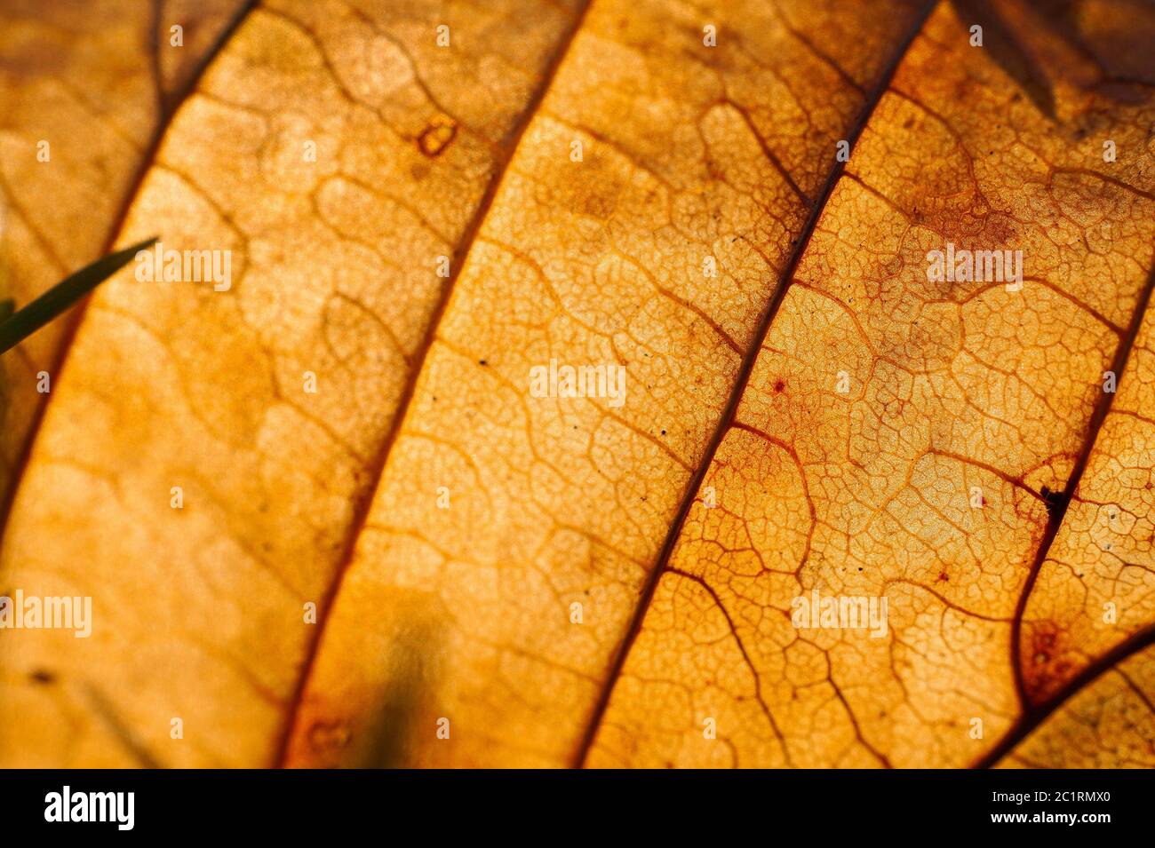 brown tree leaves texture Stock Photo Alamy