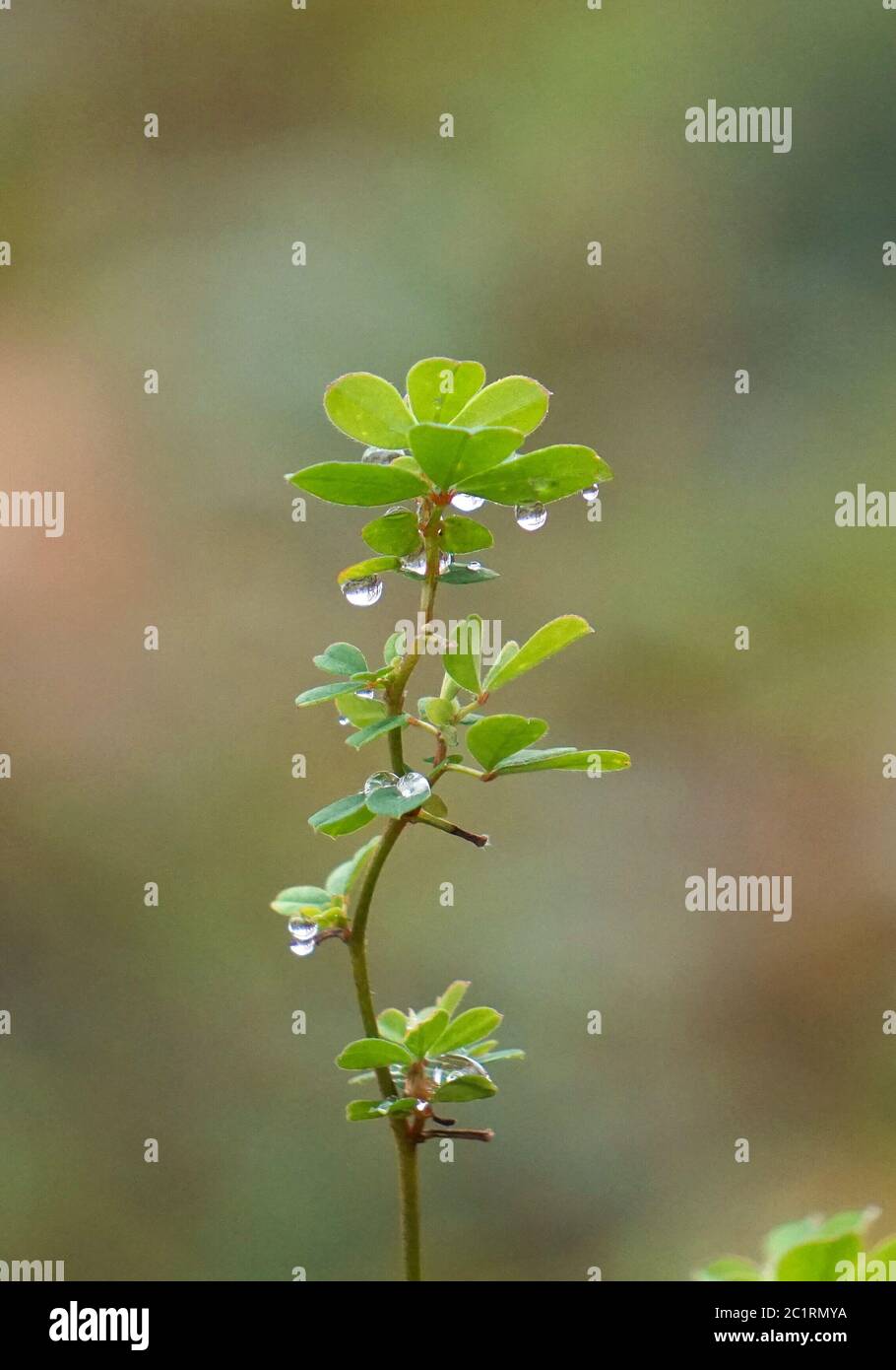Nature in color hi-res stock photography and images - Alamy
