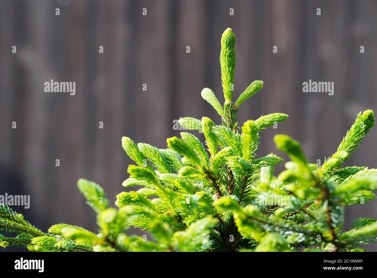close up of branch of fir tree in the garden Stock Photo