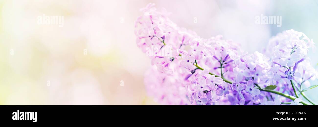 Spring bokeh background hi-res stock photography and images - Alamy