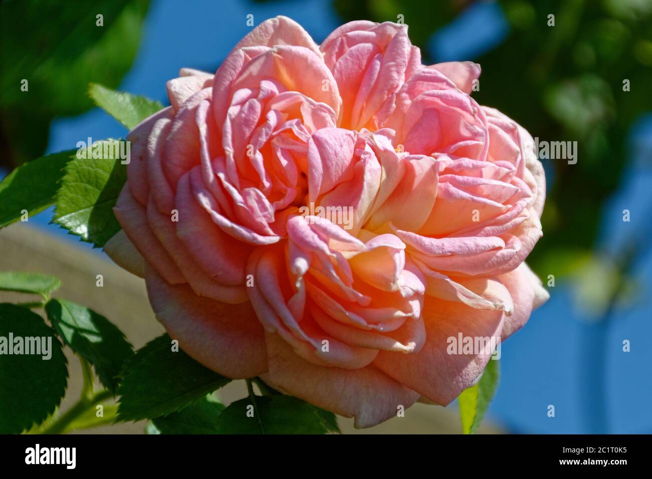 Rose nature hi-res stock photography and images - Alamy