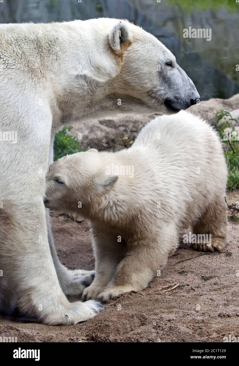 Ice bear child Nanook and ice bear mother Lara in the ZOOM Erlebniswelt, Gelsenkirchen, Germany Stock Photo