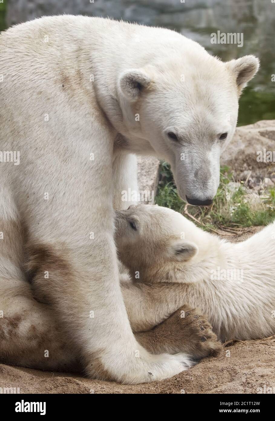 Ice bear child Nanook and ice bear mother Lara in the ZOOM Erlebniswelt, Gelsenkirchen, Germany Stock Photo