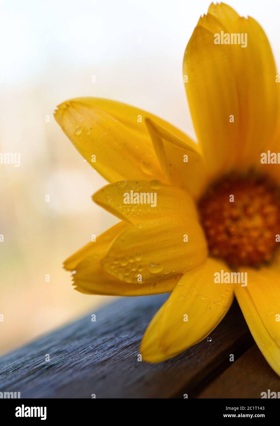 Background of orange petals hi-res stock photography and images - Alamy