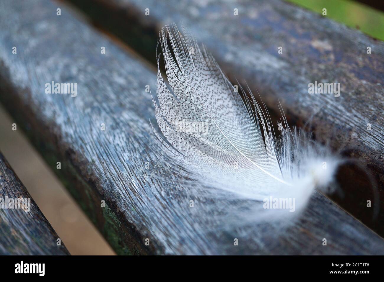 white feather in the nature Stock Photo