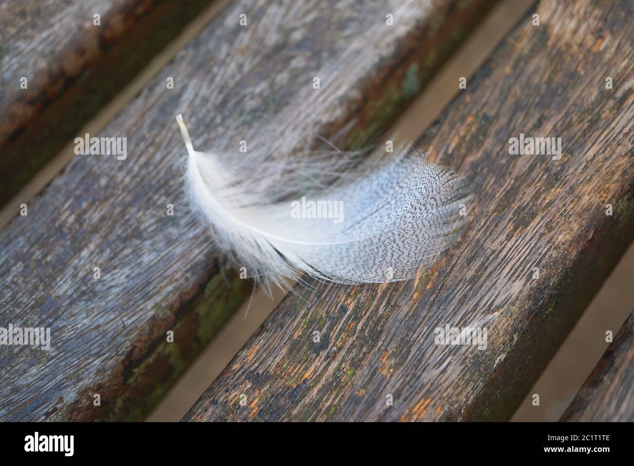 white feather in the nature Stock Photo