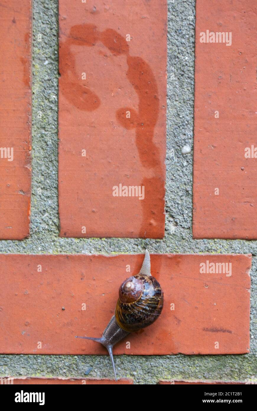 Garden snail, Cornu aspersum, on red brick wall, leaving a slimy trail Stock Photo