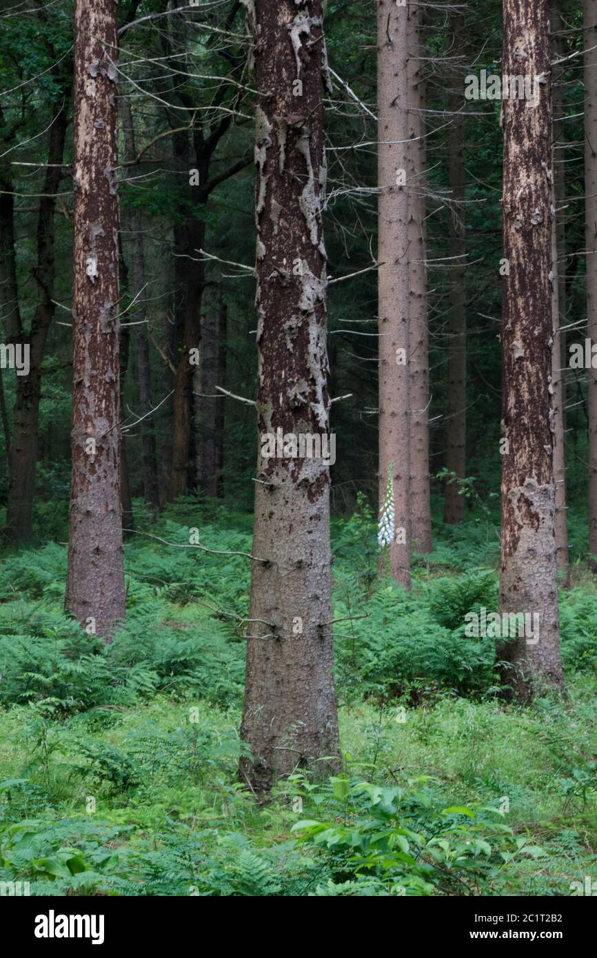 Tree mortality in the Netherlands: Spruce trees damaged by Spruce bark beetles Stock Photo