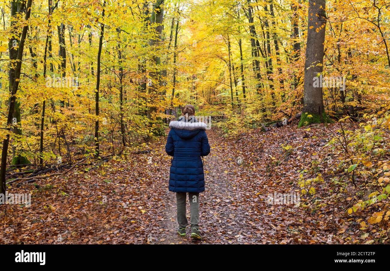 Young women walking alone in a colorful autumn forest. Stock Photo