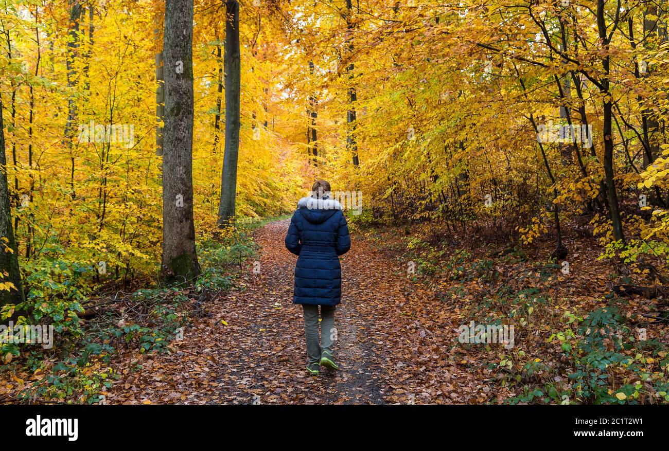 Young women walking alone in a colorful autumn forest. Stock Photo
