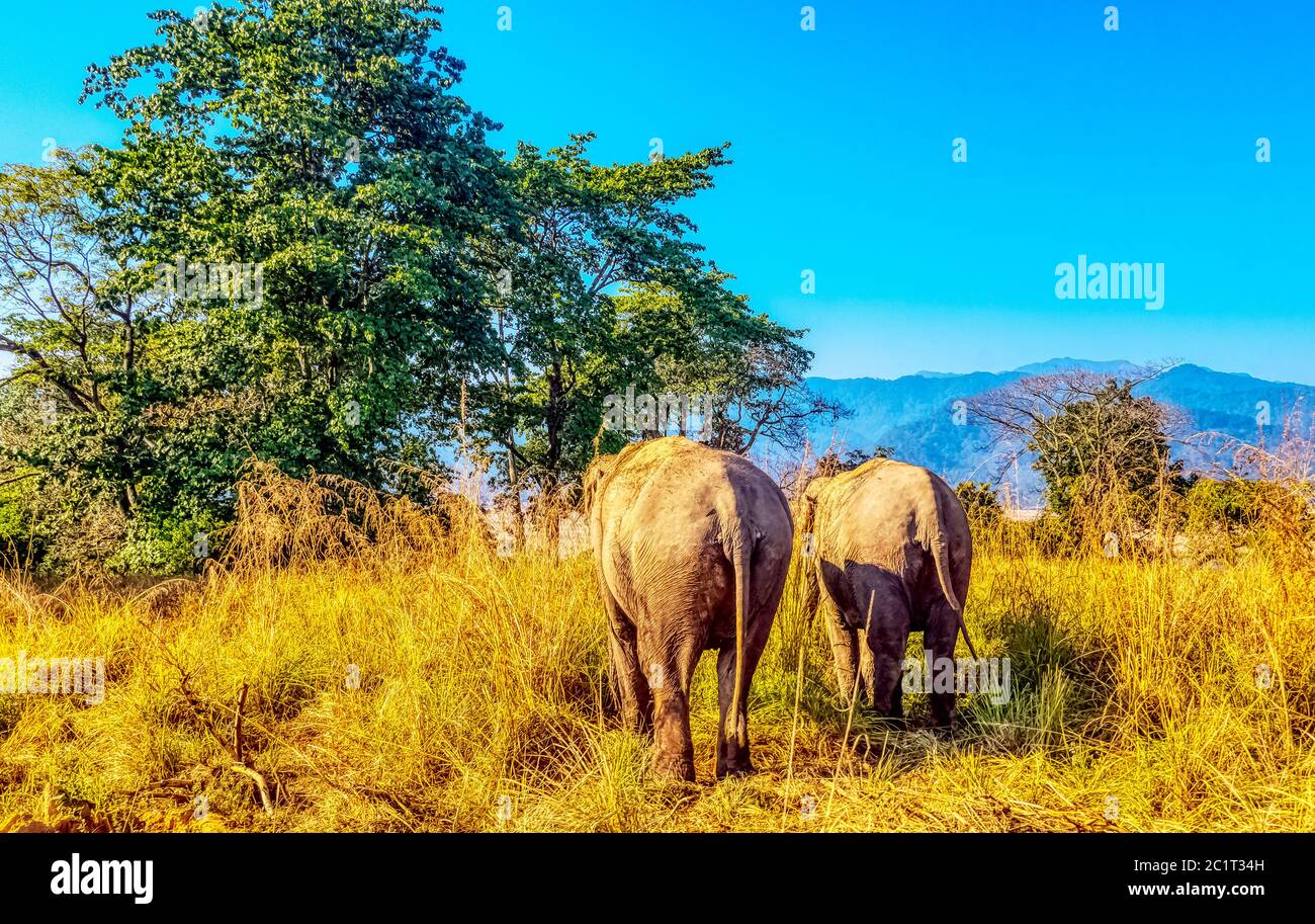 Indian elephants (Elephas maximus indicus) in Jim Corbett National Park, India Stock Photo