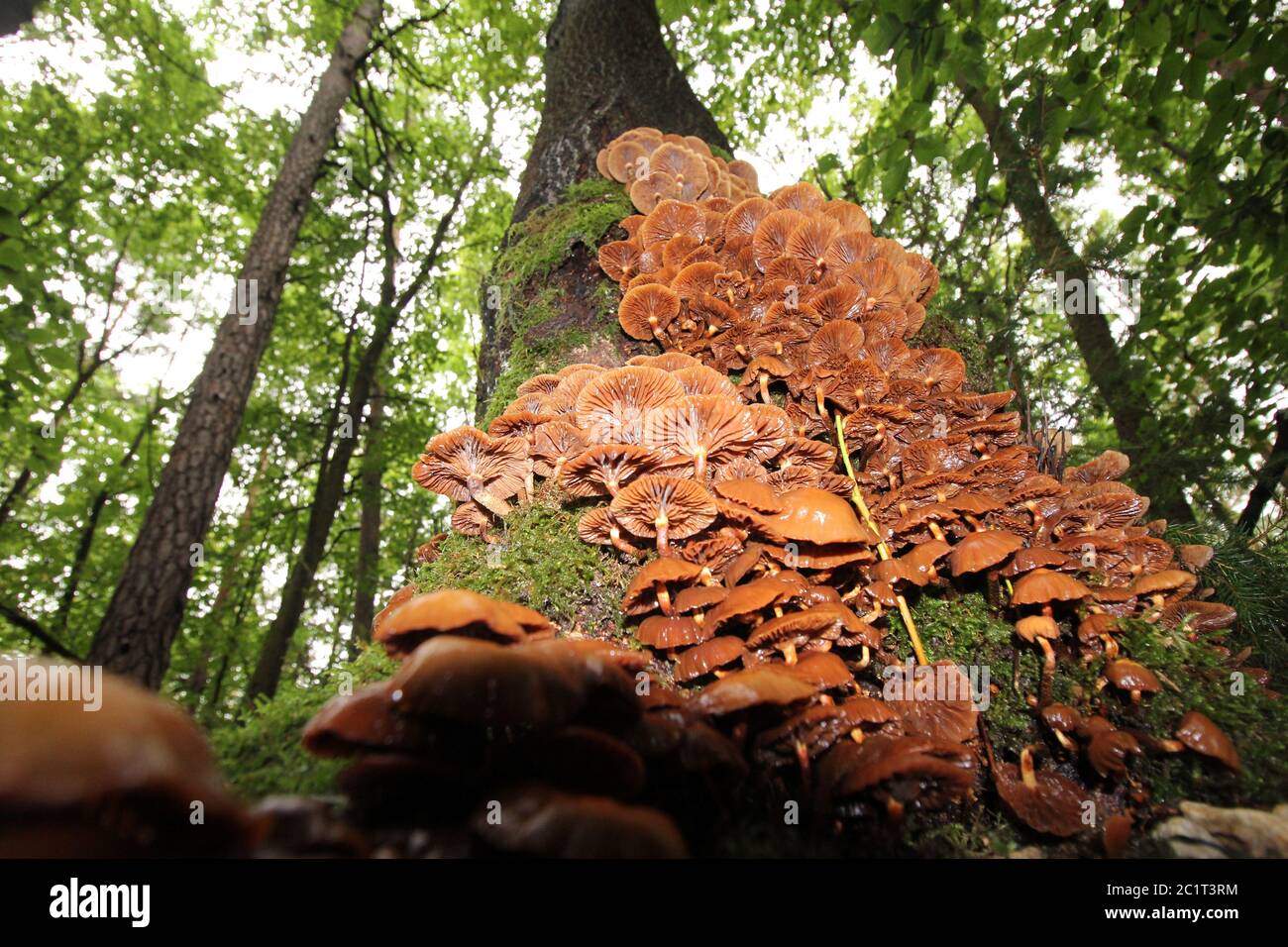 Wood mushrooms Stock Photo