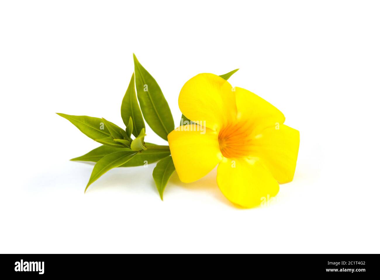 yellow bell flower drawing