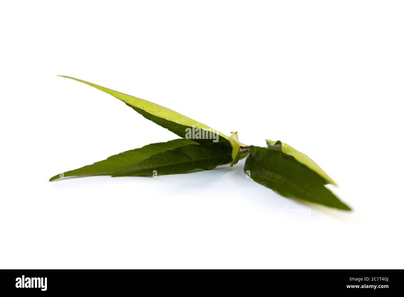 Willow-leaved Justicia medical plant Stock Photo