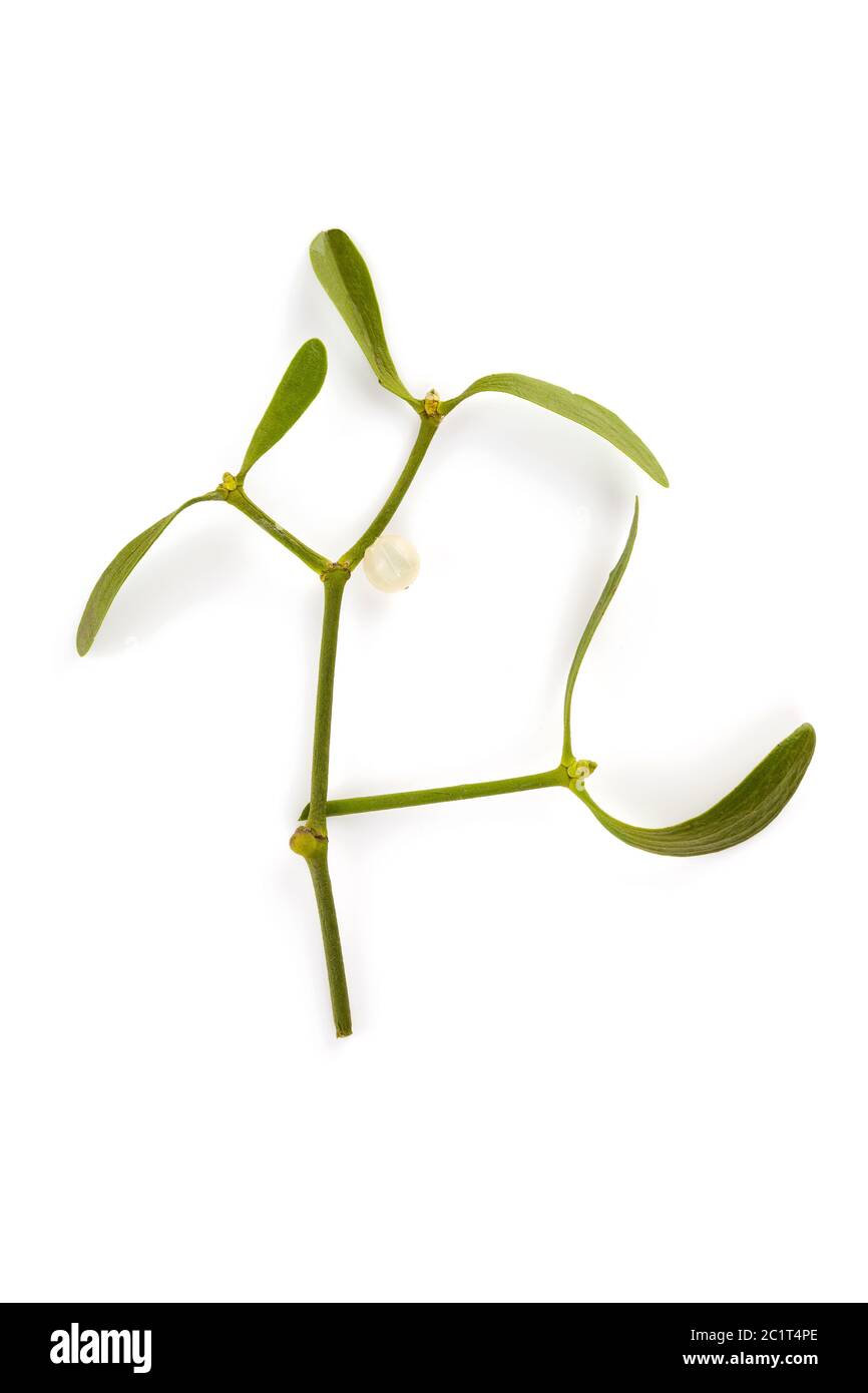 The Common Mistletoe (Viscum album) leaves are used in herbal medicine Stock Photo