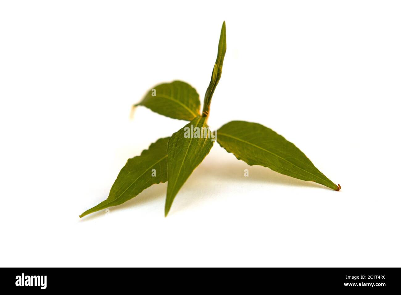 Polygonum flowering plant leaves Stock Photo Alamy