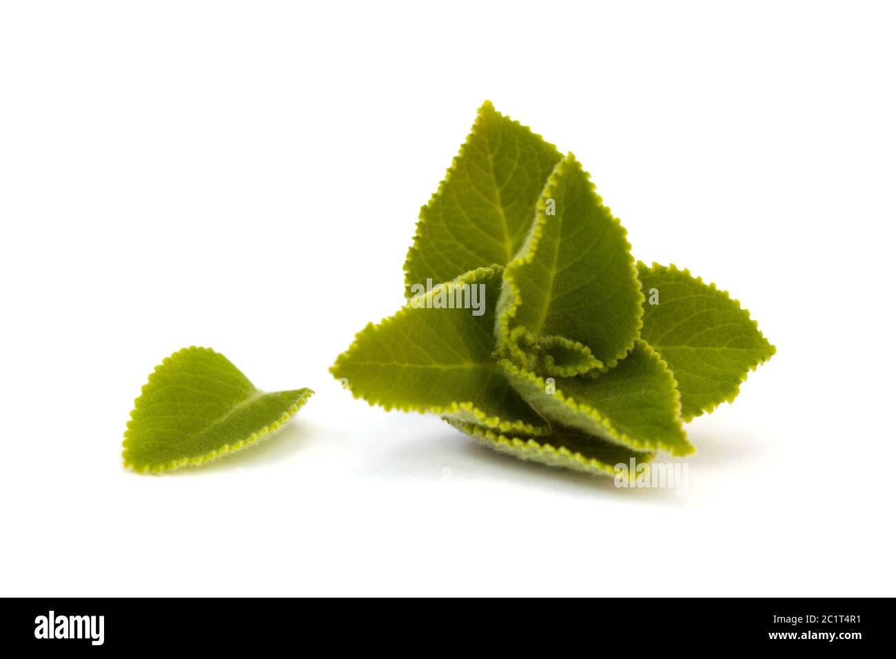 Oregano leaves hires stock photography and images Alamy