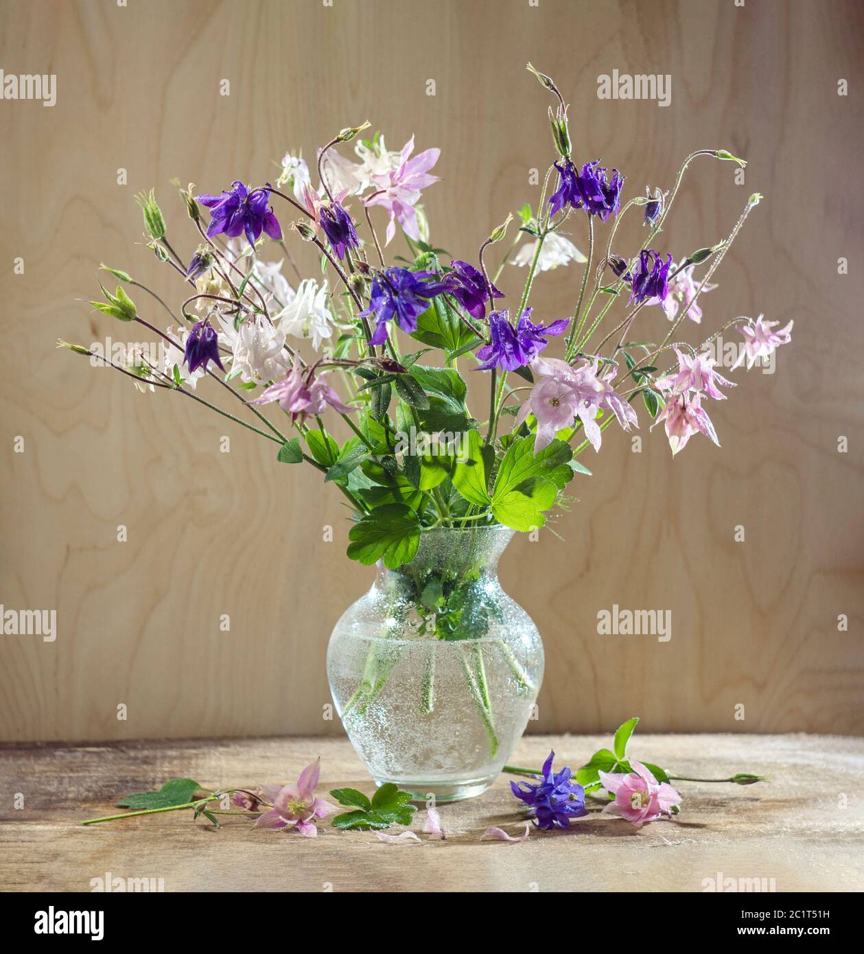 Rustic still life in a glass vase beautiful flowers pink white blue Aquilegia wooden background. Aquilégia vulgáris of the Buttercup family Stock Photo