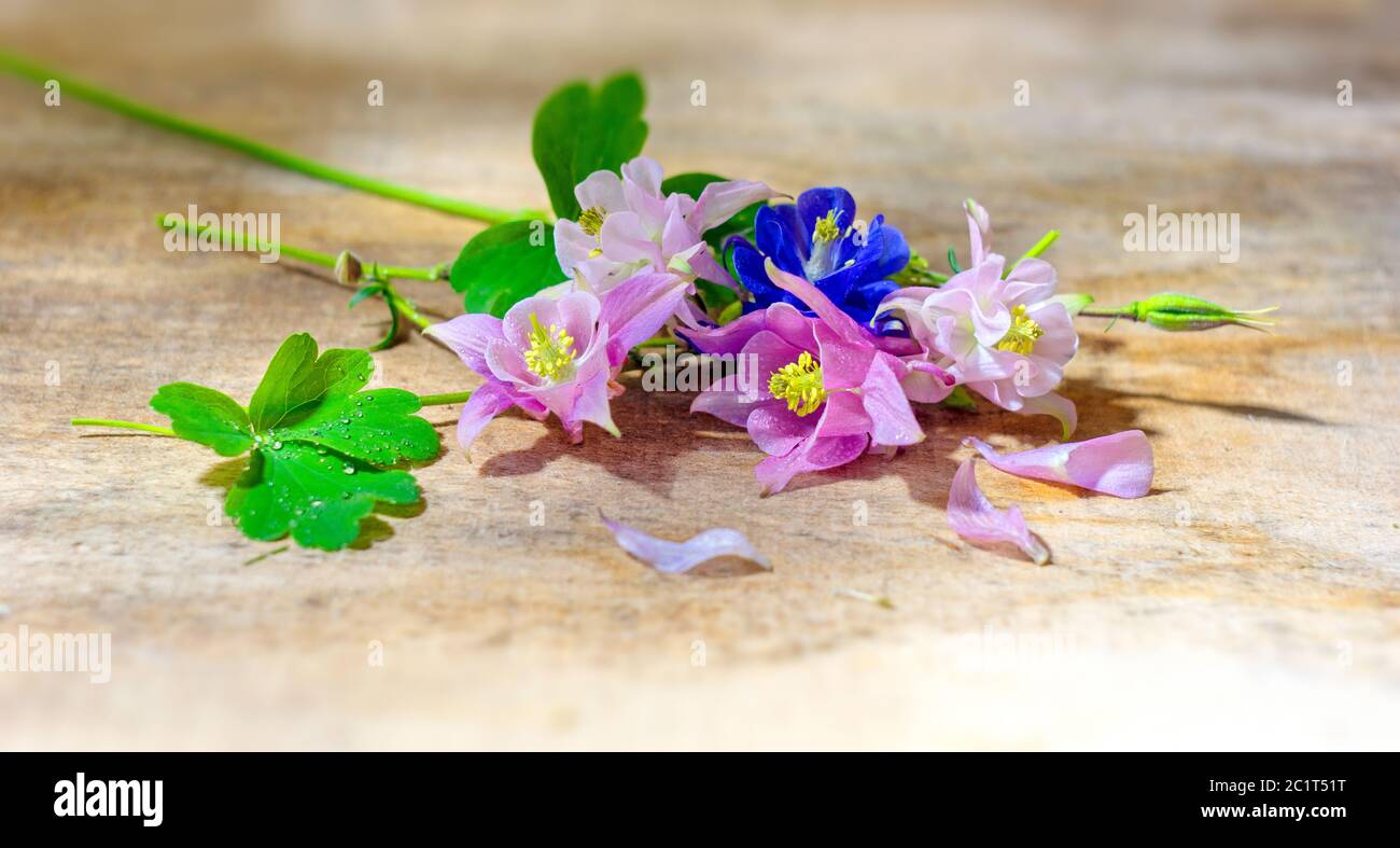 beautiful flowers pink, white, blue Aquilegia lie in drops of water on a wooden Board. Aquilégia vulgáris of the Buttercup family closeup Stock Photo