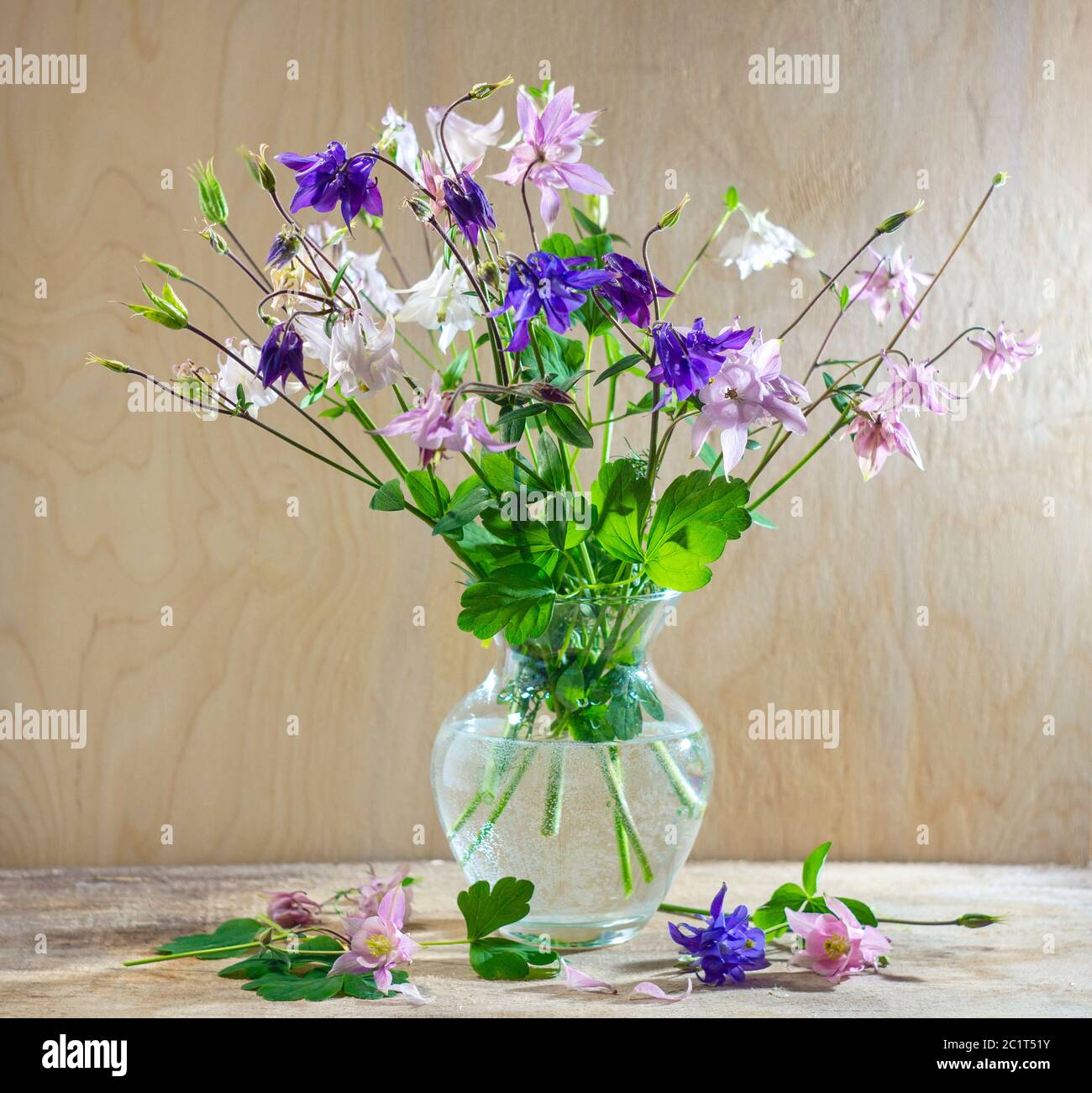 Rustic still life in a glass vase beautiful flowers pink white blue Aquilegia wooden background. Aquilégia vulgáris of the Buttercup family Stock Photo