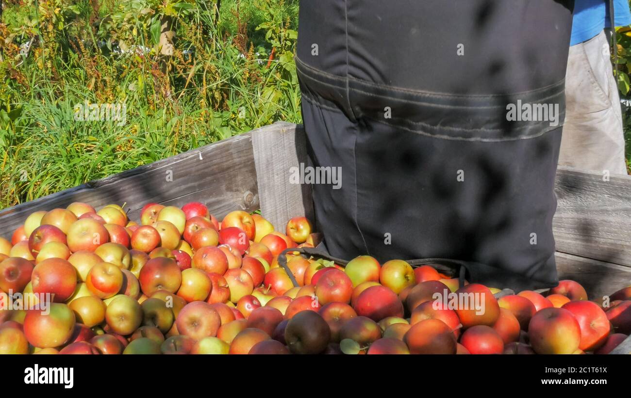 an orchard worker empties a picker's bag of freshly harvested fuji apples Stock Photo