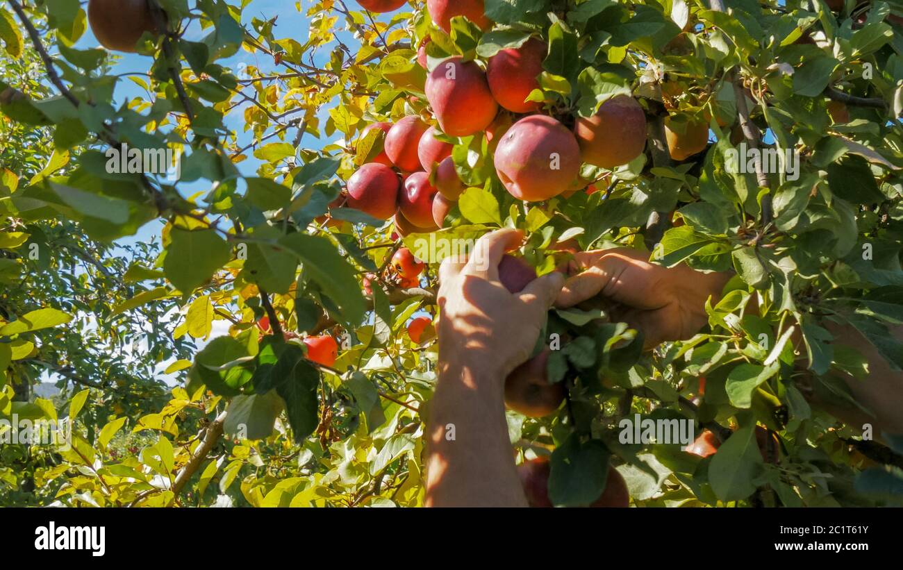 an orchard worker picks ripe red apples from a tree Stock Photo - Alamy