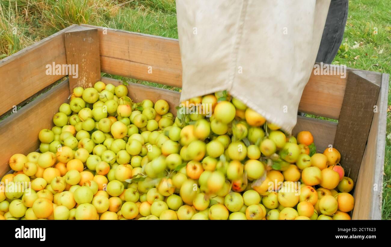 worker empties a bag of golden delicious apples into a wooden bin Stock Photo