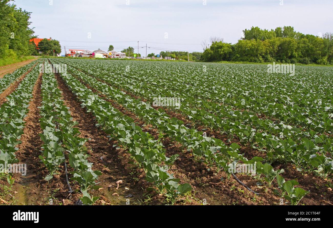 Young cabbage plants growing on a farm Stock Photo Alamy
