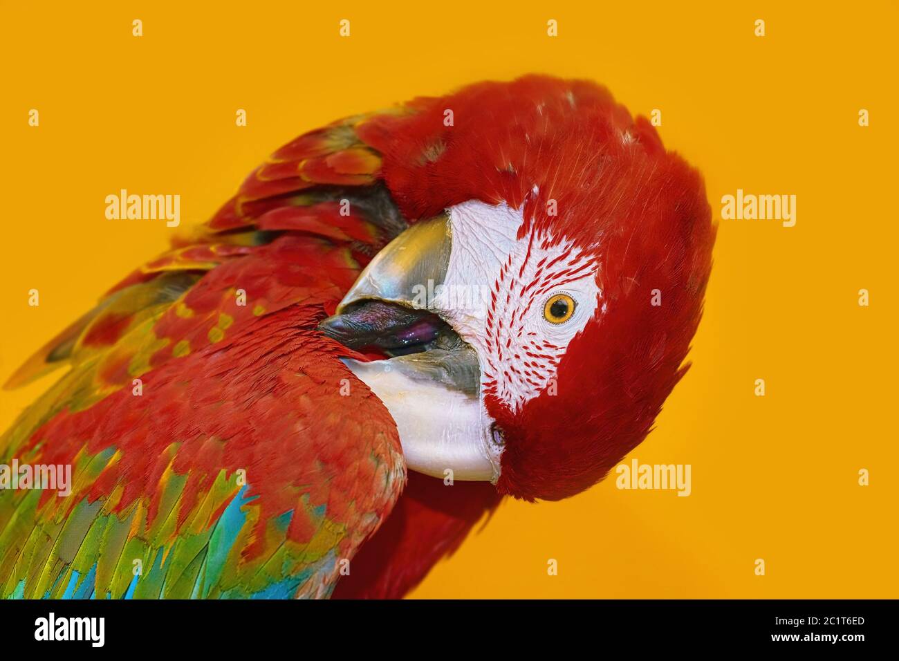 The Macaw Parrot Stock Photo