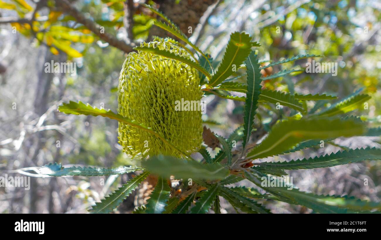 close up of a banksia blossom, a native australian flower Stock Photo