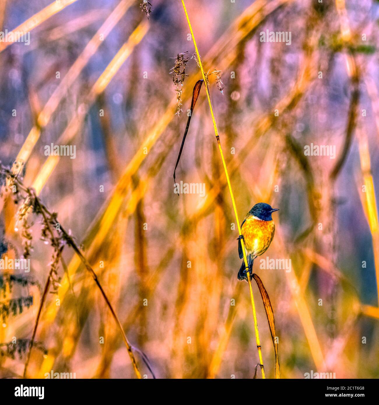 Blue-throated blue flycatcher (Cyornis rubeculoides) in Jim Corbett National Park, India Stock Photo