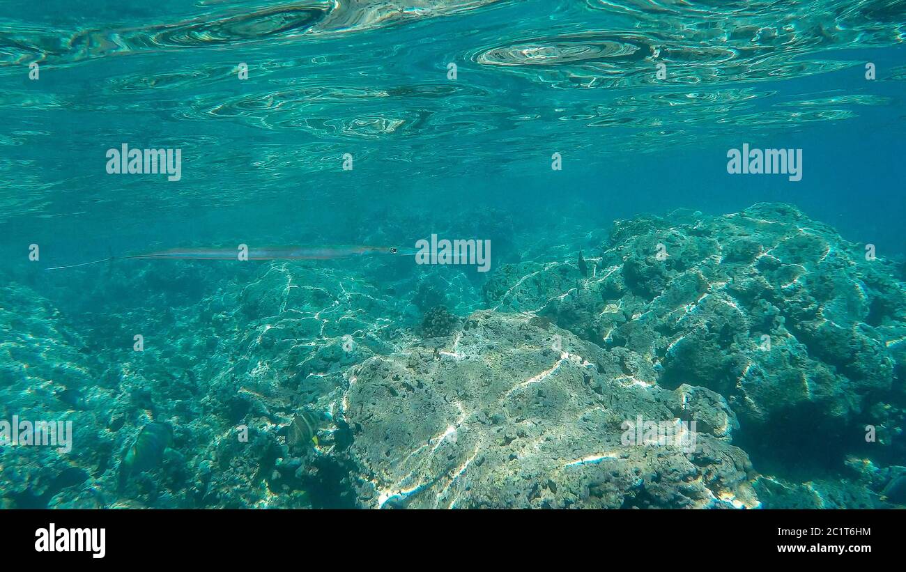 Long thin fish hires stock photography and images Alamy