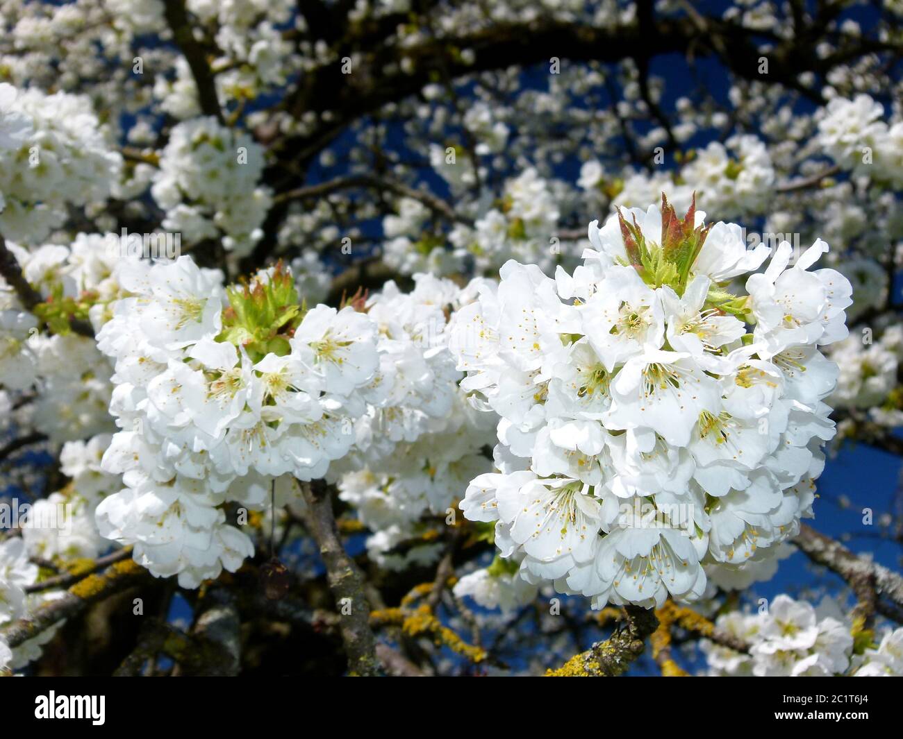 part of the cherry tree in fabulous flower splendor Stock Photo