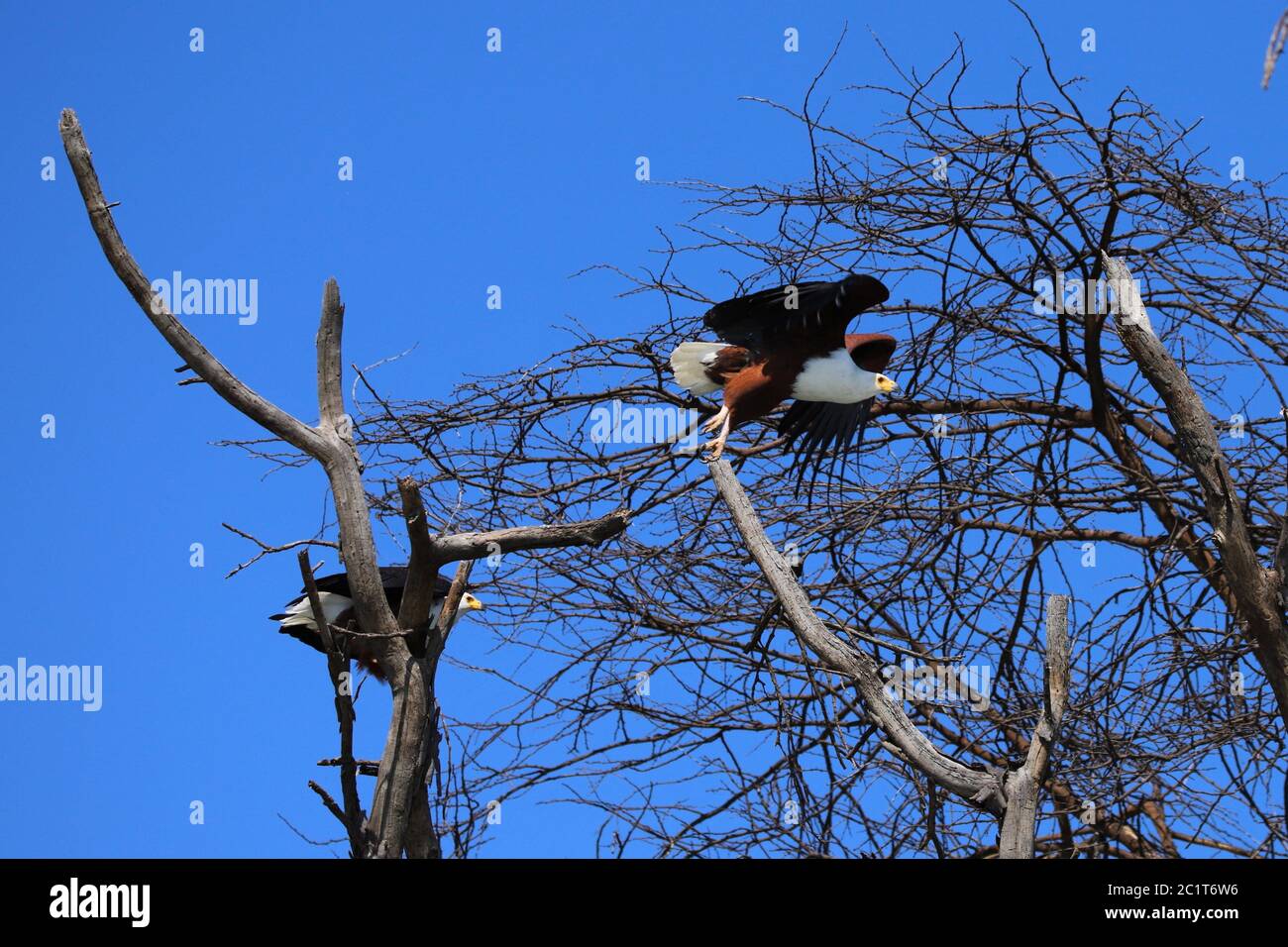Take-off of one of the both african fish eagles from the tree Stock Photo