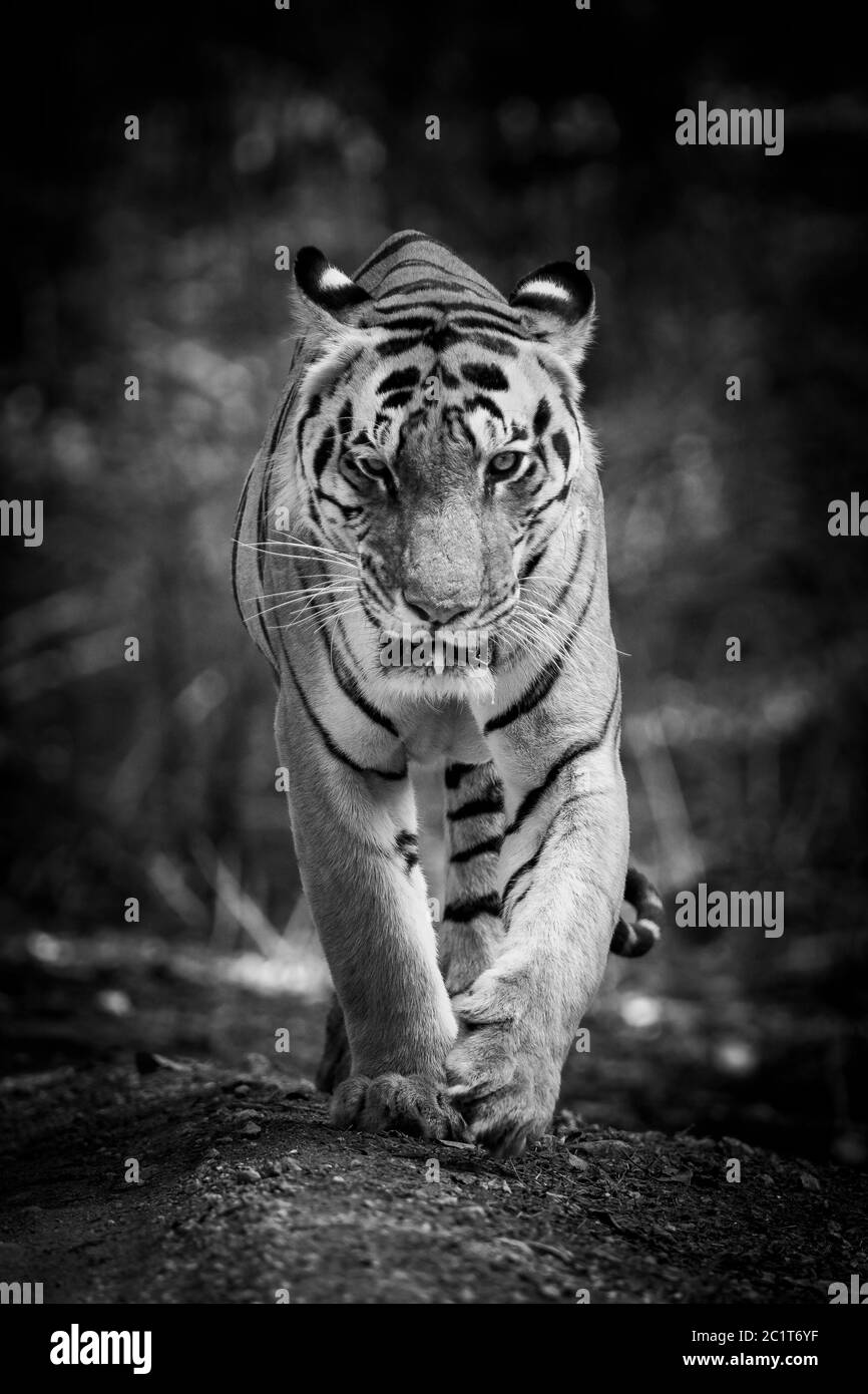 Wild adult male tiger head on at eye level in black and white at kanha national park or tiger reserve madhya pradesh india - panthera tigris Stock Photo
