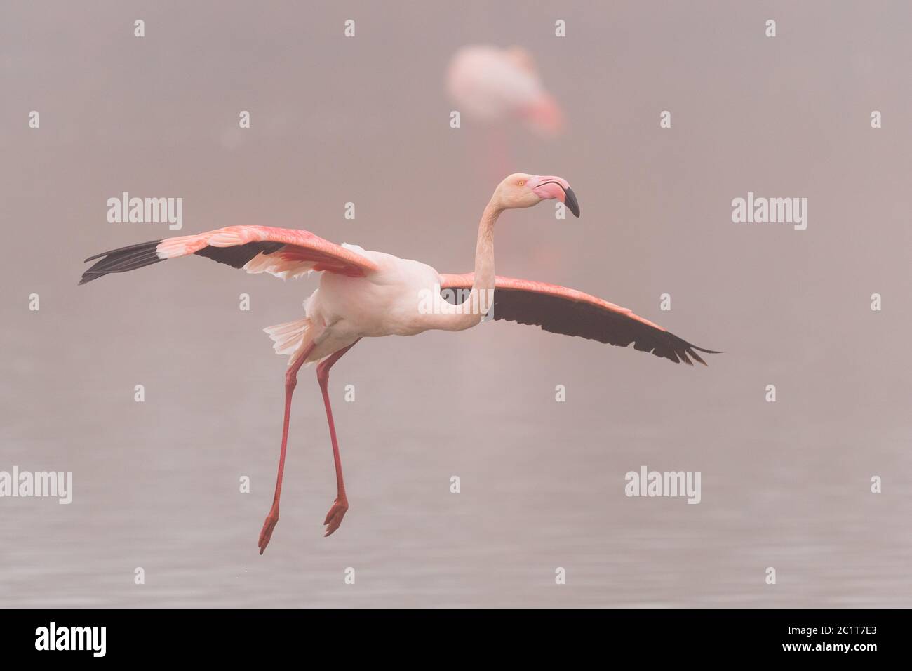 Close-up of a Greater Flamingo in flight Stock Photo