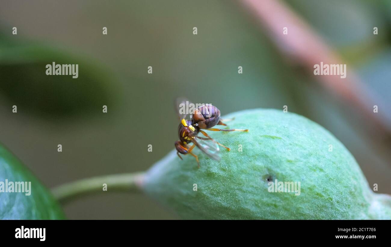 Fly eggs hires stock photography and images Alamy