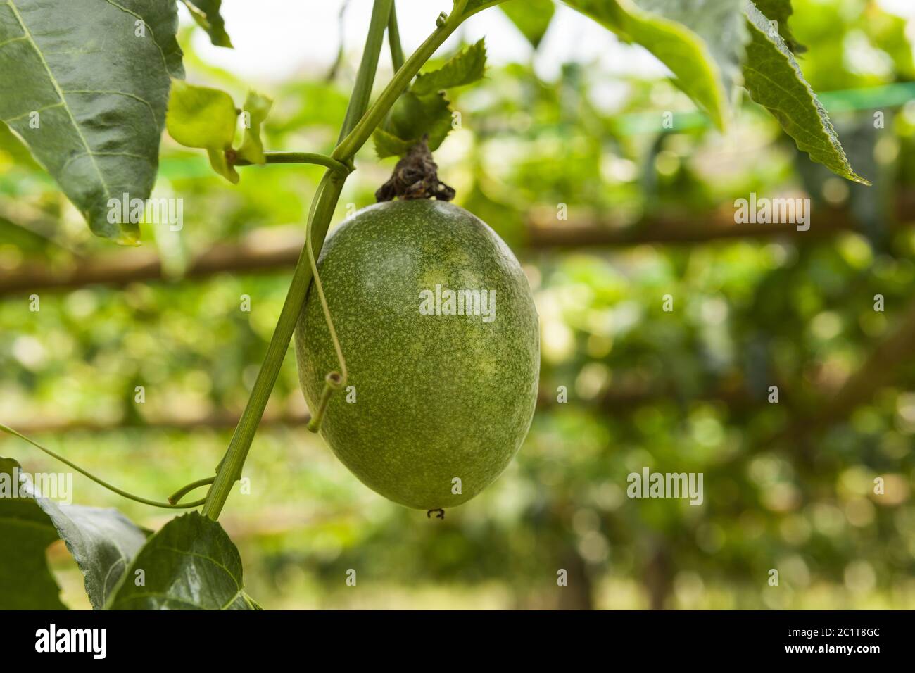Close up of passion fruit on the vine. Stock Photo