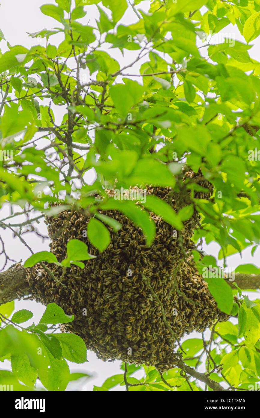 swarm of honey bees hanging up on a tree in summertime Stock Photo