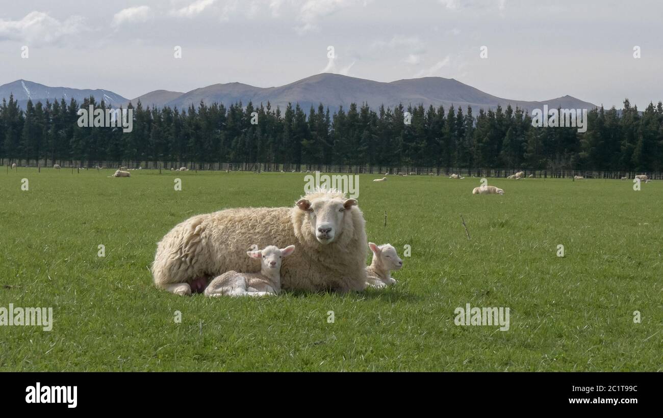 mother sheep rests with her two young lambs on a farm Stock Photo - Alamy