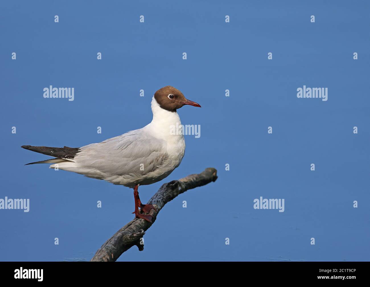 Laughing gull Chroicocephalus ridibundus from the WagbachNiederung nature reserve Stock Photo