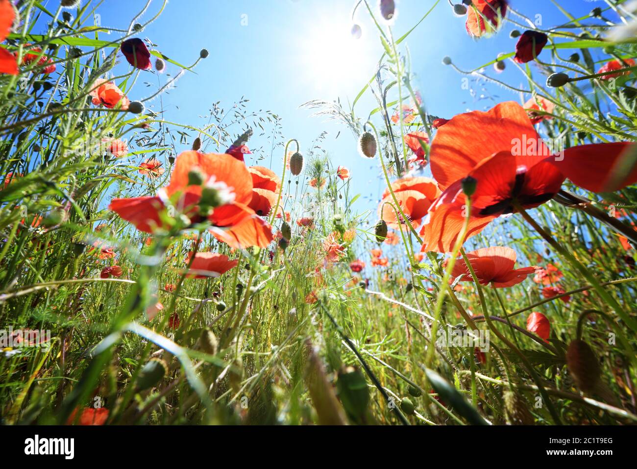 Corn poppy (Papaver rhoeas) with vibrant red flowers on a meadow under a sunny blue sky, copy space, low angle view, selected focus, narrow depth of f Stock Photo