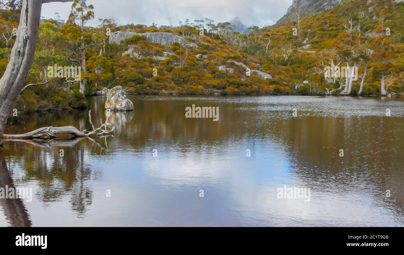 close up of the autumn colors of yellowing nothofagus are reflected in the calm waters of the wombat pool Stock Photo