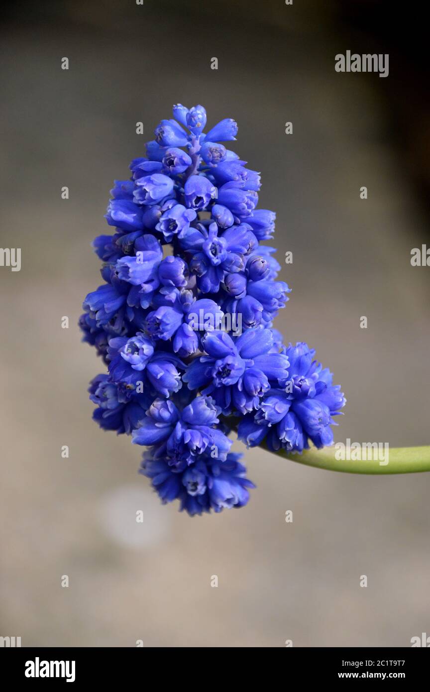 Single Double Flowered Muscari Blue Spike Grape Hyacinth Flowerhead Grown In A English Border Stock Photo Alamy