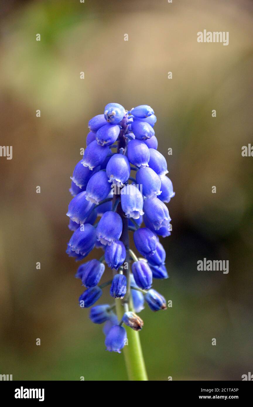 Single Double Flowered Muscari Blue Spike Grape Hyacinth Flowerhead Grown In A English Border Stock Photo Alamy