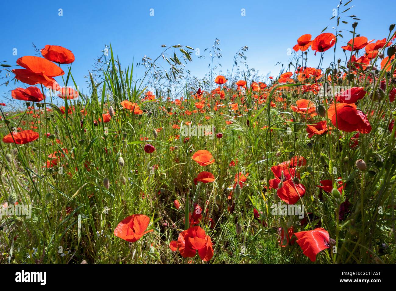 Red flowers of Corn poppy (Papaver rhoeas) and grass varieties on a field against a blue sky on a sunny summer day, copy space, selected focus, narrow Stock Photo